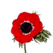 Anemone - Red